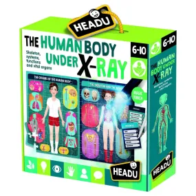 An Xray of the Human Body